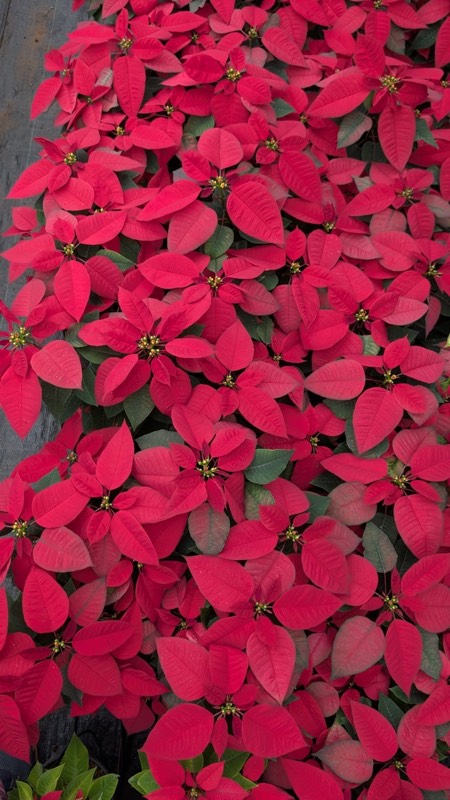 Poinsettia plant in greenhouse